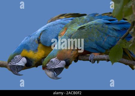 Blu e Giallo macaw e Hybrid-macaw, Ara ararauna, Foto Stock