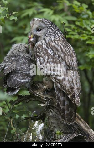 Bonelli owl, giovane uccello alimentato, Strix uralensis, astore, madre alimenta i giovani Foto Stock