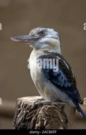 Blu-winged Cookaburra, ridendo Hans, Dacelo leachii, Blu-winged kookaburra Foto Stock