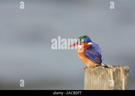 Malachite Kingfisher - Malachiteseisvogel - Africa del Sud Foto Stock