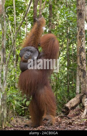Borneo-Orang-Utan maschio / Orangutan / Pongo pygmaeus Foto Stock