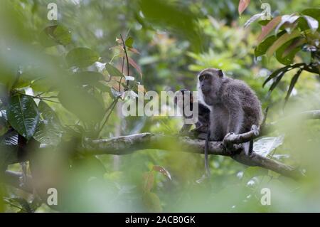 Javaneraffe Mutter mit tipo (Langschwanzmakak, Krabbenesser) / lunga coda Macaque, Macachi mangiatori di granchi / Macaca fascicularis Foto Stock