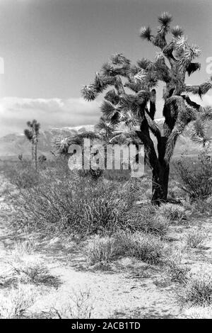 Reise durch Kalifornien, 1962. Viaggiando in California, 1962. Foto Stock