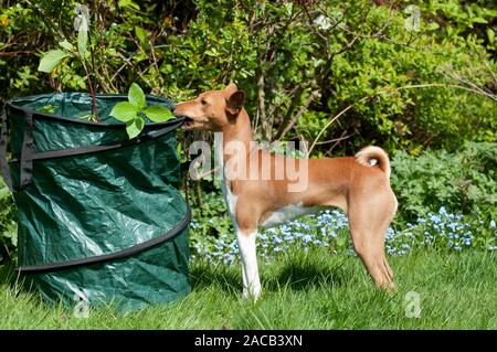 Basenji, bush Africano cane o il cane del Congo Foto Stock