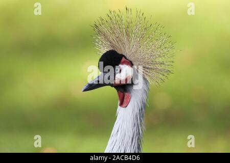 Crown Crane (Balearica regulorum) Foto Stock