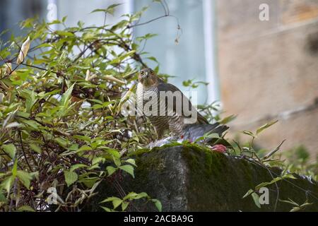 Sparviero femmina (Accipiter nisus) alimentare il Colombaccio ( Columba palumbus) in un urbano back yard a Glasgow, in Scozia. Foto Stock