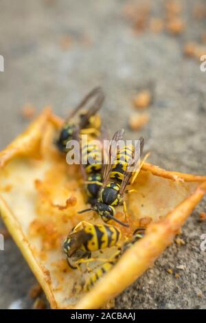 Vespe mangiare marcio apple giallo caduti sulla terra. Close up di vespe giallo Foto Stock