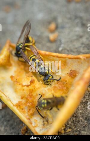 Vespe mangiare marcio apple giallo caduti sulla terra. Close up di vespe giallo Foto Stock