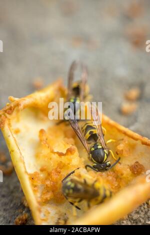 Vespe mangiare marcio apple giallo caduti sulla terra. Close up di vespe giallo Foto Stock