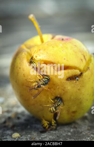 Vespe mangiare marcio apple giallo caduti sulla terra. Close up di vespe giallo Foto Stock