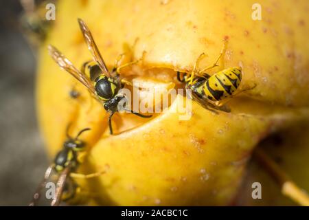 Vespe mangiare marcio apple giallo caduti sulla terra. Close up di vespe giallo Foto Stock