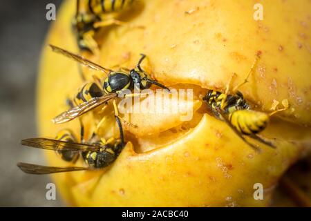 Vespe mangiare marcio apple giallo caduti sulla terra. Close up di vespe giallo Foto Stock