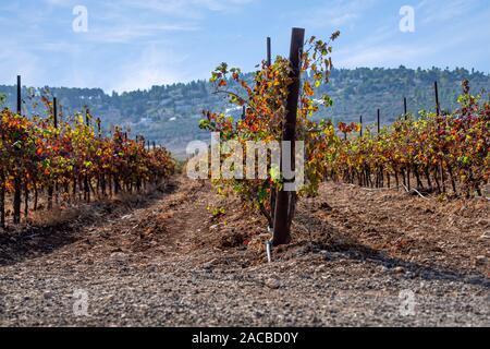 Filari di viti con colorate Foglie di autunno vigneti close-up su uno sfondo sfocato. Israele Foto Stock