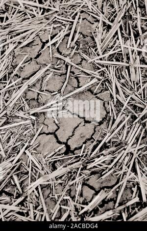 Un guasto alla coltivazione di seminativi dello sfondo dei campi a secco con suolo incrinato e morti i residui di raccolto non riuscita - agricoltura - la siccità sfondo B/W Foto Stock