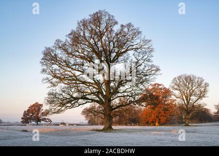 Quercus robur. Albero di quercia nel gelo invernale nella campagna inglese. Kings Sutton, Northamptonshire. Regno Unito Foto Stock