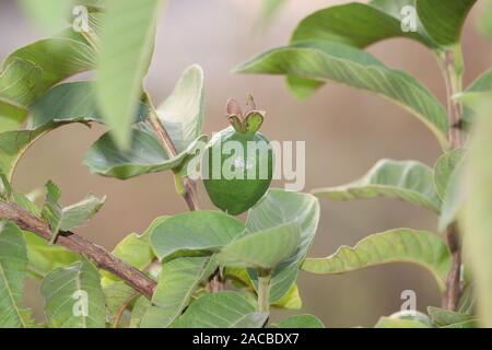 Frutto Guava - fresche frutto guava su un albero pronto per il raccolto, close up frutto guava.fresh guaiava nel giardino biologico impianto Foto Stock