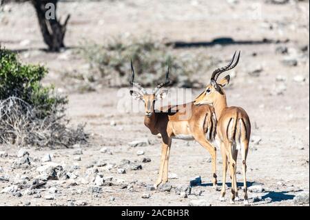 Due Impala - Aepyceros melampus- pascolare sulle pianure del Parco Nazionale di Etosha, Namibia. Foto Stock