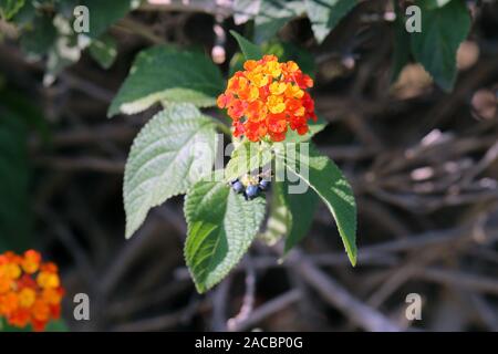 Colorate camaras lantana (comune lantane) in un primo piano. Bella ancora problematico fiori che tendono ad acquisizione di altre piante. Foto Stock