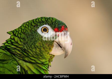 Il Puerto Rican pappagallo (Amazona vittata), una specie gravemente minacciate specie di uccelli, a conservazione facilità di allevamento, El Yunque National Forest, Puerto Rico Foto Stock