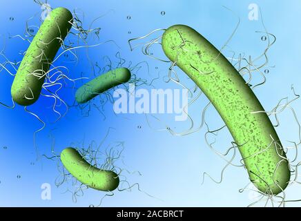 3D illustrazione che mostra Clostridium difficile batteri Foto Stock