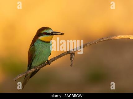 Unione gruccione, Merops apiaster, seduto su un bastone con gli insetti nel suo becco, in bella calda luce del mattino, Csongrad Affitto, Ungheria Foto Stock