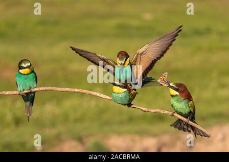 Quattro europee gruccione, Merops apiaster seduto su un bastone, due sono coniugati e uno avente una farfalla nel suo becco, Csongrad Affitto, Ungheria Foto Stock