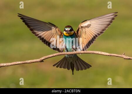 Unione gruccione, Merops apiaster, volare in atterraggio su un bastone con un insetto nel suo becco, in bella calda luce del mattino, Csongrad Affitto, Ungheria Foto Stock