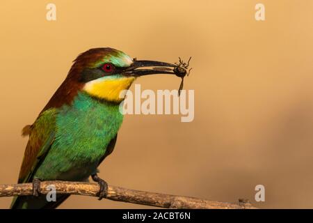 Unione gruccione, Merops apiaster, seduto su un bastone con un insetto nel suo becco, in bella calda luce del mattino, Csongrad Affitto, Ungheria Foto Stock