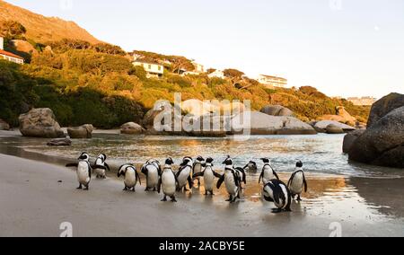 I Penguins africani su Boulders Beach, Città del Capo, Sud Africa Foto Stock