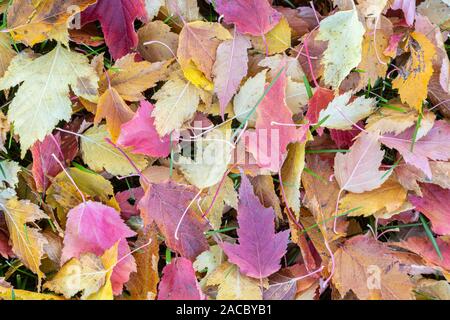 Amur foglie di Acero (Acer ginnala) sul suolo, Autunno, Minnesota, USA, da Dominique Braud/Dembinsky Foto Assoc Foto Stock