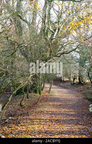Path through English woodland in autumn season Foto Stock