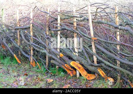 Inglese tradizionale con Hedge Posa in autunno Foto Stock