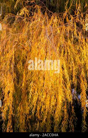Foglie di salice piangente (Salix babylonica) in autunno nel tardo pomeriggio di sole Foto Stock