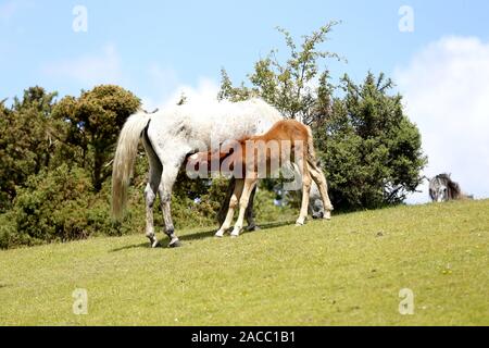 New Forest pony puledro allattamento Foto Stock