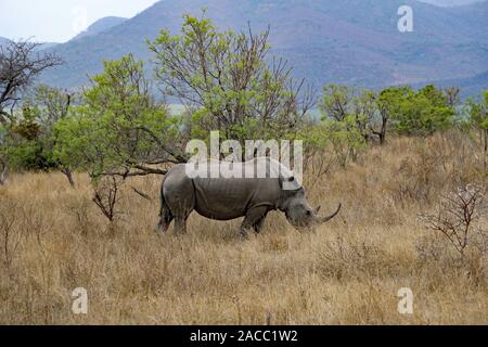 Rhino nel Parco Nazionale Kruger Sud Africa natura Foto Stock