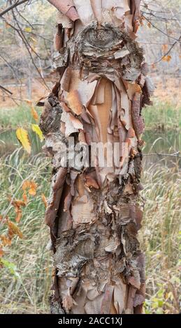 Fiume Betulla (Betula nigra), corteccia dettaglio, Autunno, Minnesota, USA, da Dominique Braud/Dembinsky Assocby Foto Dominique Braud/Dembinsky Foto Assoc Foto Stock