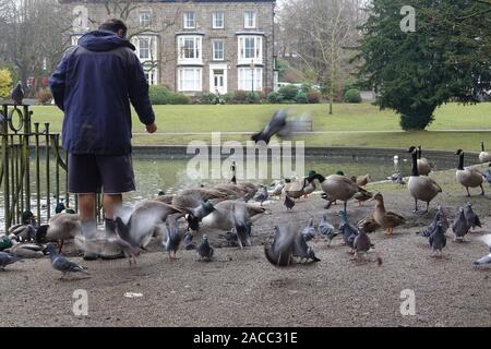 Un uomo alimenta il bird in Pavilion Gardens, Buxton, Derbyshire Foto Stock