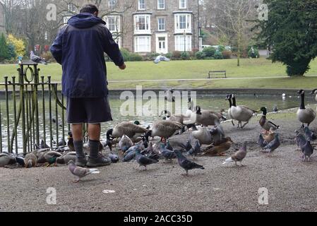 Un uomo alimenta il bird in Pavilion Gardens, Buxton, Derbyshire Foto Stock