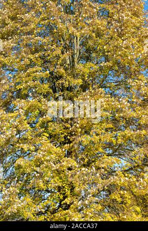 Tilia tomentosa. Argento lime tree fogliame in autunno a RHS Wisley Gardens, Surrey, Inghilterra Foto Stock