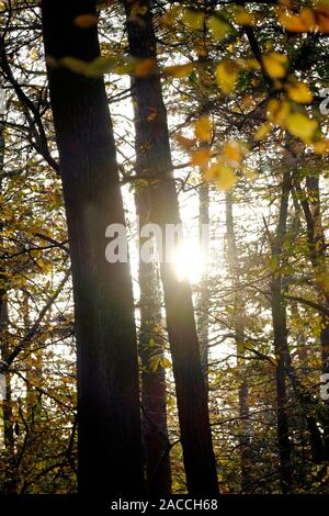 Sunburst attraverso il bosco in autunno, Norfolk, Inghilterra Foto Stock