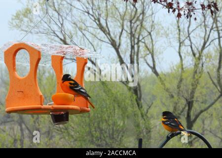 Due maschio Baltimore Orioles, uno su un cortile bird feeder e uno su un gancio nero in un giorno di pioggia in Trevor, Wisconsin, STATI UNITI D'AMERICA Foto Stock