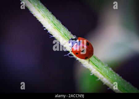 Asian lady beetle sul ramoscello vicino a Minnesota River insetticida naturale che distrugge i parassiti delle colture. Un primo piano di una coccinella. Foto Stock