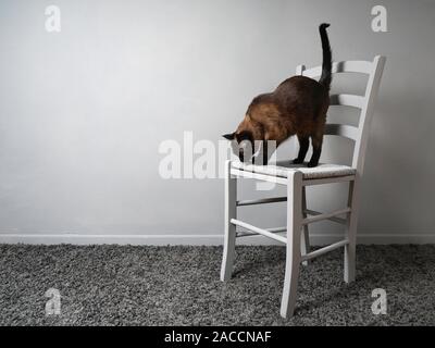 Gatto con la paura delle altezze in piedi su una sedia guardando in giù con ansia, vertigo concetto, parete di sfondo con spazio di copia Foto Stock