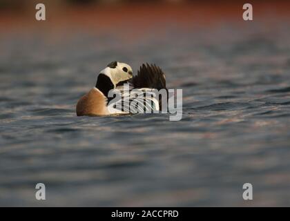 Eider Stellers (Polysticta stelleri), preening maschio sull'acqua, Båtsfjord, Varanger, Arctic Norvegia, Foto Stock