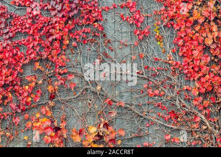 Vitigni rossi crescente sul recinto, Autunno, E STATI UNITI D'AMERICA, di Dominique Braud/Dembinsky Foto Assoc Foto Stock