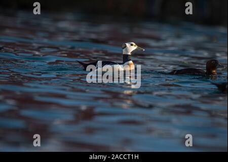 Eider Stellers (Polysticta stelleri),maschio e femmina di nuoto, Båtsfjord, Varanger, Arctic Norvegia, Foto Stock