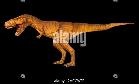 Tyrannosaurus rex è percorribile a piedi e a bocca aperta . Vista laterale . Nero sfondo isolata . Dinosauro in jurassic peroid . Foto Stock