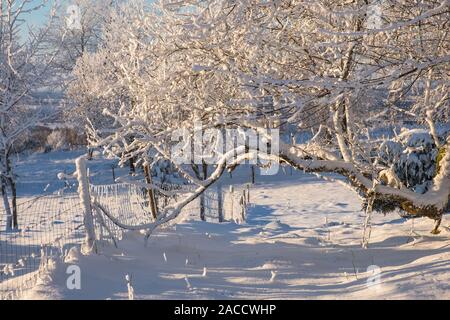 Bella idilliaco paesaggio invernale con la neve sugli alberi Foto Stock