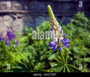 Singola infiorescenza di crescente violetta fiore di lupino contro la vegetazione verde nel giardino della città Foto Stock