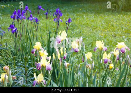 Bella la boccola di crescente iride fiori con giallo e viola motley petali su un prato a molla Foto Stock